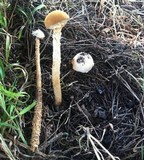 Battarrea phalloides image