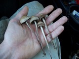 Panaeolus subbalteatus image