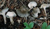 Clitocybe trulliformis image
