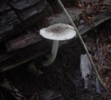Amanita sect. Vaginatae image