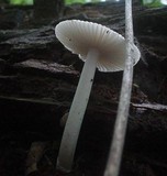 Amanita sect. Vaginatae image