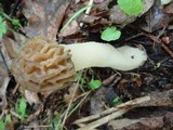 Morchella punctipes image