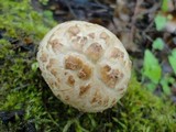 Neolentinus lepideus image