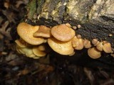 Crepidotus mollis image