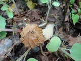 Morchella punctipes image