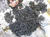 Lathagrium cristatum image