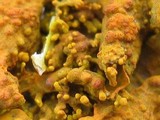 Xanthoria mediterranea image