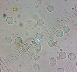 Caloscypha fulgens image