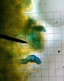 Caloscypha fulgens image