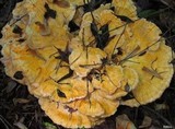 Laetiporus cincinnatus image