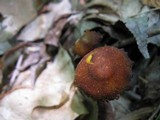 Xeromphalina tenuipes image