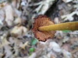 Xeromphalina tenuipes image