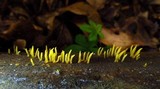 Calocera cornea image
