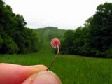 Marasmius pulcherripes image