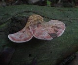 Fomitopsis cajanderi image