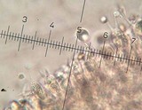 Laccaria fraterna image
