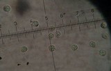 Laccaria fraterna image