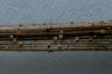 Hymenoscyphus caudatus image