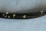 Hymenoscyphus subtilis image