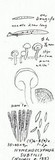 Hymenoscyphus subtilis image