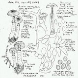 Squamanita paradoxa image