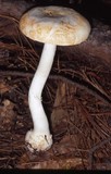 Amanita roseitincta image