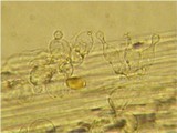 Conocybe tenera image