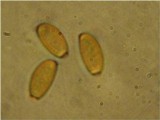 Conocybe tenera image