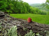 Marasmius pulcherripes image