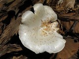 Neolentinus lepideus image