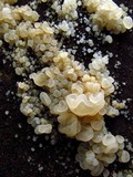 Gloeotromera alba image