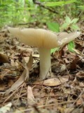 Megacollybia rodmani image