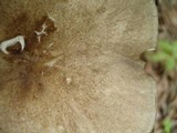 Megacollybia rodmani image