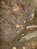 Crepidotus crocophyllus image
