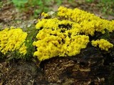 Fuligo septica image