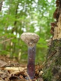 Ganoderma curtisii image