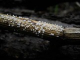 Lachnum virgineum image