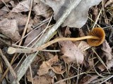 Conocybe tenera image