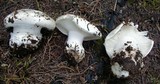 Hygrophorus subalpinus image