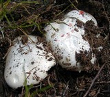 Hygrophorus subalpinus image