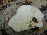 Pleurotus populinus image