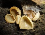 Peziza vesiculosa image