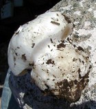 Hygrophorus subalpinus image