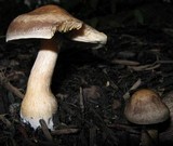 Agrocybe sororia image