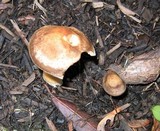 Agrocybe sororia image