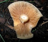 Agrocybe sororia image