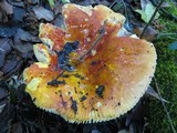 Russula aurea image
