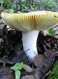 Russula aurea image