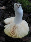Russula aurea image