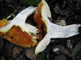 Russula aurea image